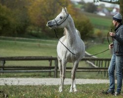 Pferd Al Maraya (Vollblutaraber, 2015, von Al Amryan)