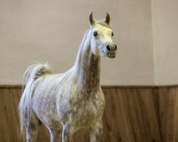 broodmare Al Marenga (Arabian thoroughbred, 2011, from AL JUSTICE ox)