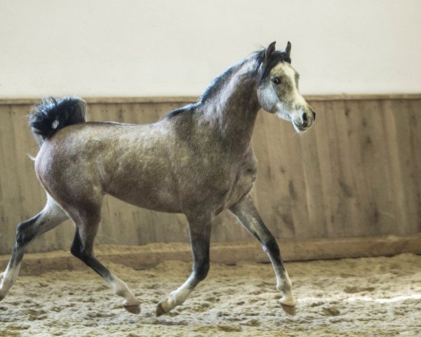 Pferd Emres (Vollblutaraber, 2016, von EUROPE AL KHIDAR ox)