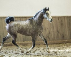 horse Emres (Arabian thoroughbred, 2016, from EUROPE AL KHIDAR ox)