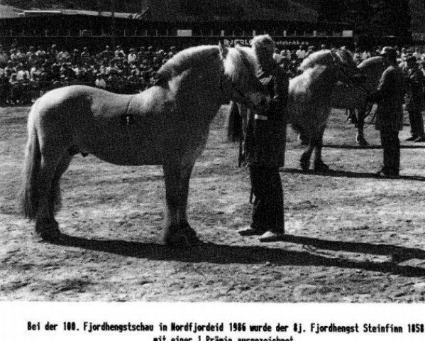 Deckhengst Steinfinn N.1858 (Fjordpferd, 1978, von Fjellfaun N.1793)