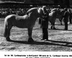 stallion Steinfinn N.1858 (Fjord Horse, 1978, from Fjellfaun N.1793)