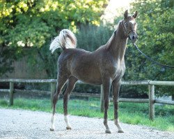 horse Amandro (Arabian thoroughbred, 2018, from Lamandro)