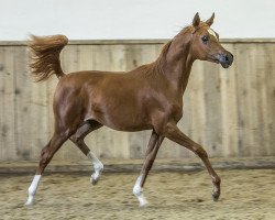 Pferd Luisia (Vollblutaraber, 2018, von Lamandro)