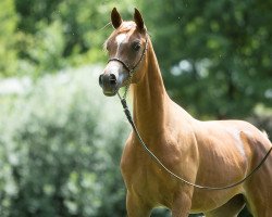 horse Princess Milan (Arabian thoroughbred, 2016, from Al Milan ox)