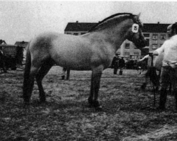 stallion Vendelboy (Fjord Horse, 1967, from Vendel)