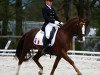 dressage horse Olywood de Blonde (French Pony, 2002, from Rotherwood Ambassador)