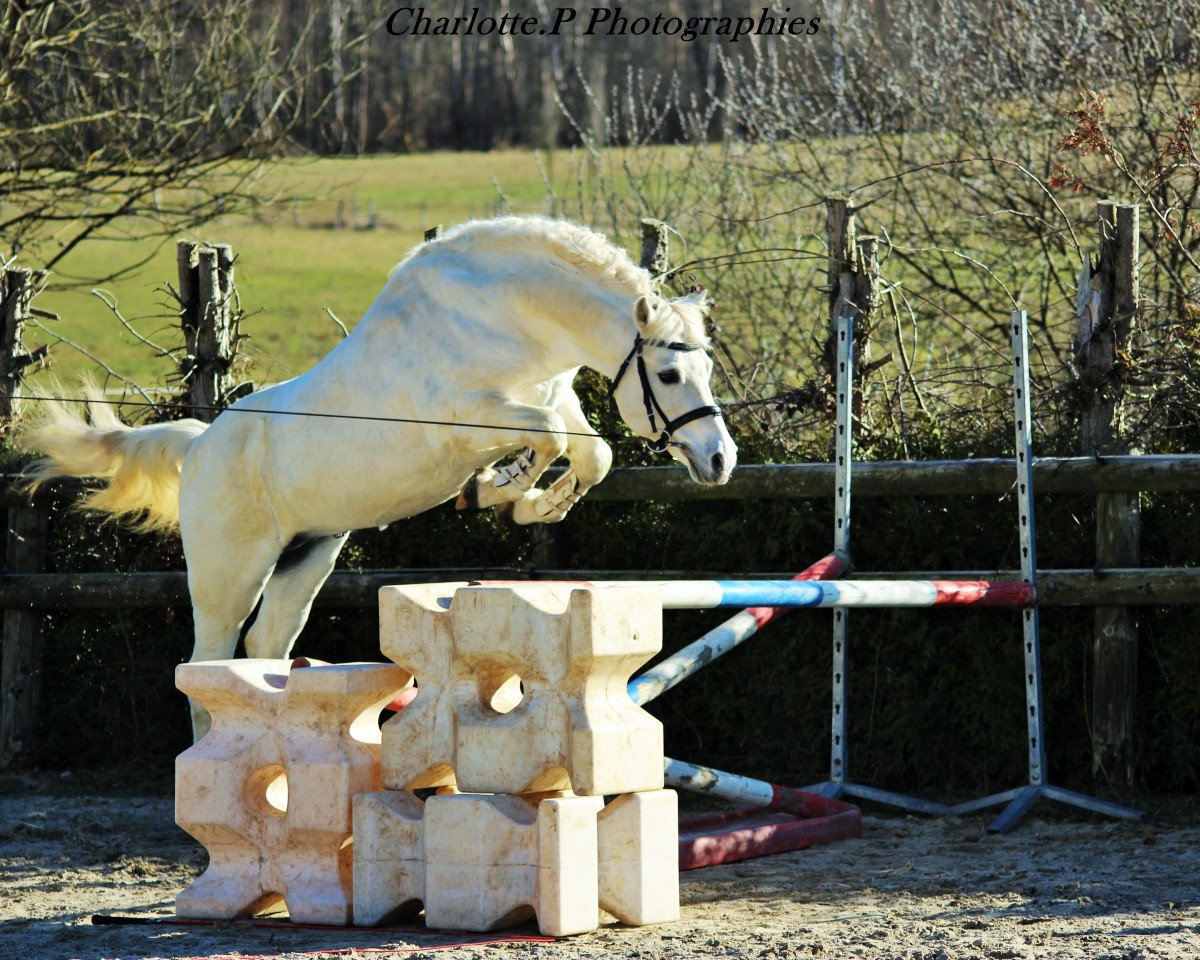 stallion Ocean du Levant (Welsh-Pony (Section B), 2002, from Jarnac du Logis)