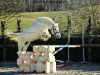 stallion Ocean du Levant (Welsh-Pony (Section B), 2002, from Jarnac du Logis)