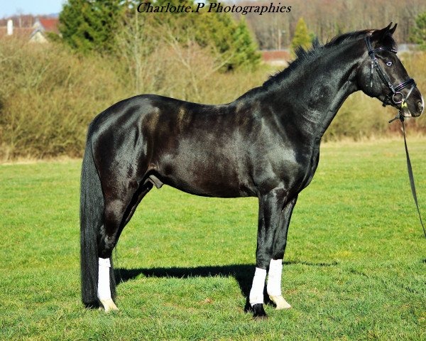 stallion COPYRIGHT le COURTAL (Kleines Deutsches Pony, 2012, from Hilkens Black Delight)