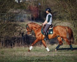 Pferd COGNAC de PONDOLE (Kleines Deutsches Pony, von FS Champion de Luxe)