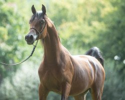 Pferd Makhil (Vollblutaraber, 2017, von Kahil Al Shaqab ox)