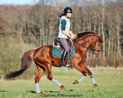 stallion Golden Hero (German Riding Pony, 2006, from FS Golden Moonlight)