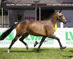 broodmare Grace of Glory (Westphalian, 2015, from Golden West NRW)