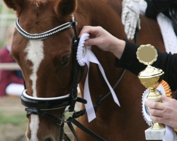 dressage horse Diamond Fire (German Riding Pony, 2006, from Der Harlekin B)