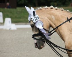 dressage horse Paula (Holländisches riding ponies, 2012)