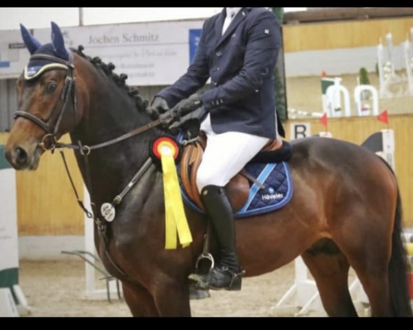 stallion Grandofornio S (German Sport Horse, 2015, from Ggn Grand Pilot)