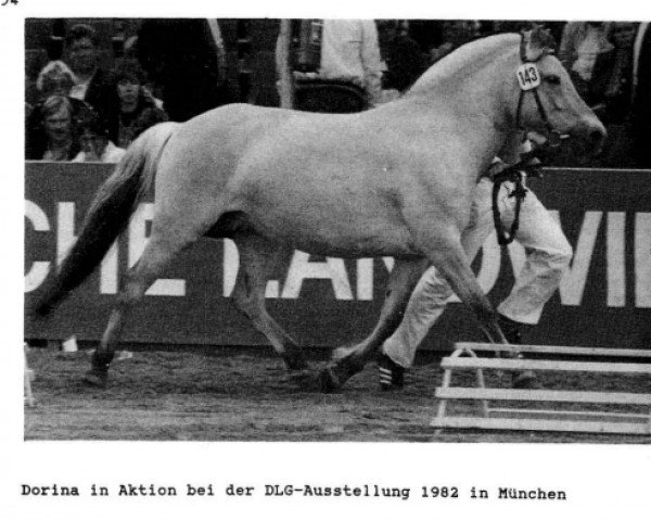 broodmare Dorina (Fjord Horse, 1977, from Draustein)