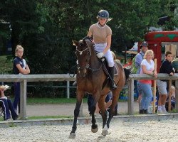 dressage horse Farino 120 (Holsteiner, 2009)