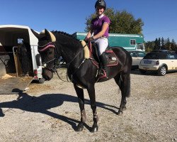 broodmare Eline (KWPN (Royal Dutch Sporthorse), 2009, from Sam R)