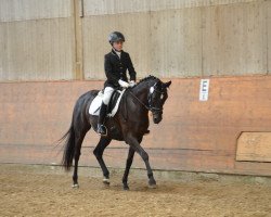 broodmare Kadenz M (German Riding Pony, 2008, from Keerlke)