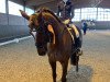 dressage horse Sabah 4 (Hanoverian, 2010, from San Bernadino 3)