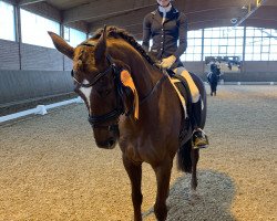 dressage horse Sabah 4 (Hanoverian, 2010, from San Bernadino 3)