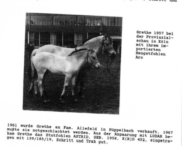 broodmare Grethe (Fjord Horse, 1949, from Hans D 7)