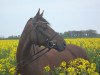 dressage horse Farah Diba 49 (Oldenburg, 2009, from Sieger Hit)