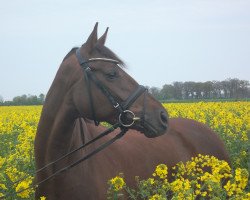 dressage horse Farah Diba 49 (Oldenburg, 2009, from Sieger Hit)