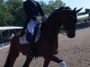 dressage horse Sir Bo Bo (Oldenburg, 2008, from Sir Donnerhall I)