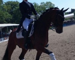 dressage horse Sir Bo Bo (Oldenburg, 2008, from Sir Donnerhall I)