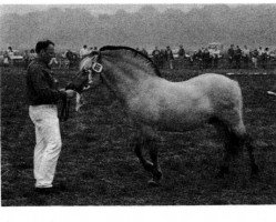 Deckhengst Hilmar (Fjordpferd, 1973, von Herling)