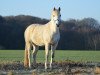 Springpferd Schokominza (Deutsches Reitpony, 2004, von Singold's Drago)