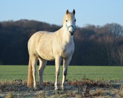 Springpferd Schokominza (Deutsches Reitpony, 2004, von Singold's Drago)