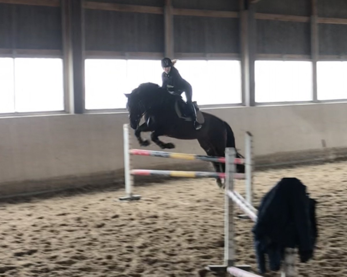 jumper Coll Peregrino (Pura Raza Espanola (PRE), 2010, from Pinocho II)
