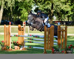 jumper Carl's Campino (Irish Sport Horse, 2010, from Capitalist)