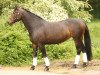 dressage horse Tiffany 349 (unknown, 2001)