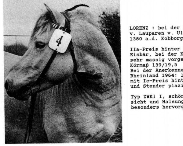 Deckhengst Lorenz (Fjordpferd, 1959, von Lauparen)