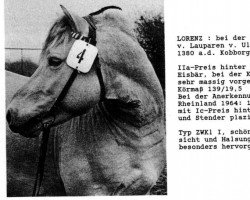 stallion Lorenz (Fjord Horse, 1959, from Lauparen)