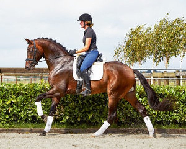 stallion Gouvernant VDL (Dutch Warmblood, 2015, from Governor-Str)