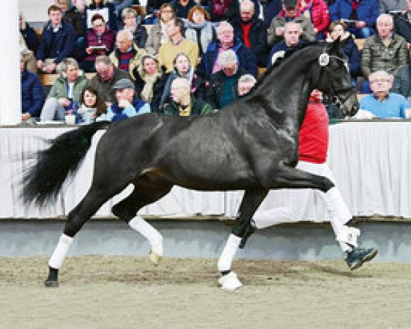 stallion Giccolo (Oldenburg, 2016, from Grey Flanell)