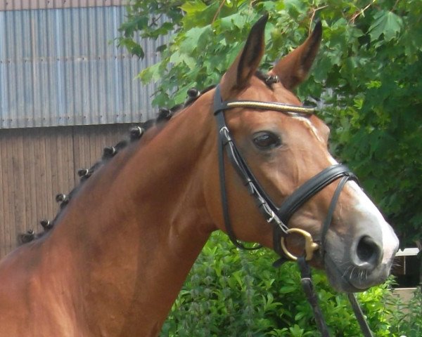 broodmare Cheetah (Oldenburg, 2002, from Rubin Royal OLD)