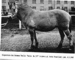 broodmare Gulla Ha 137 (Fjord Horse, 1949, from Arve FJ 185)