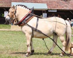 broodmare Heide (Fjord Horse, 1998, from Hover)