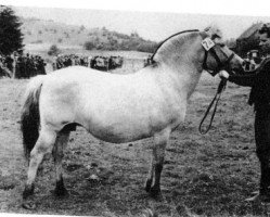 horse Ena Ha 145 (Fjord Horse,  , from Russ N.1078FH)