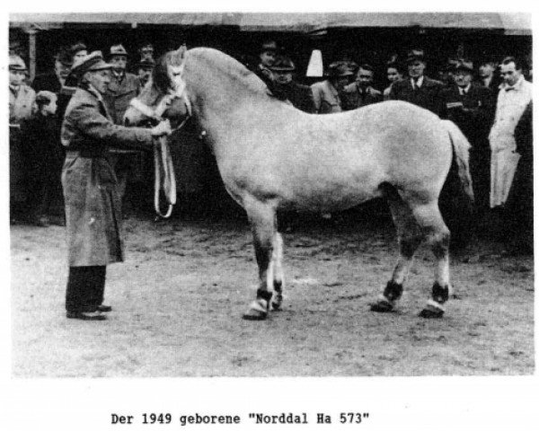 stallion Norddal Ha 573 (Fjord Horse, 1949, from Norddal D 52)