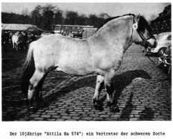 stallion Attila Ha 574 (Fjord Horse,  , from Atle Jarl D 8)