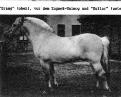 stallion Gullar Ha 565 (Fjord Horse, 1948, from Dyre)