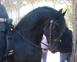 horse Nagano de Finca Barroco (Friese, 2012)